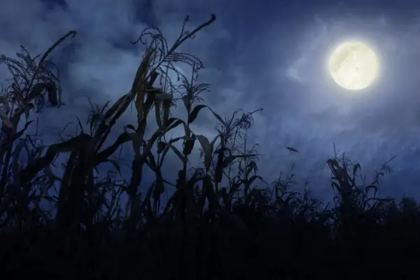 Full Moon by a cornfield