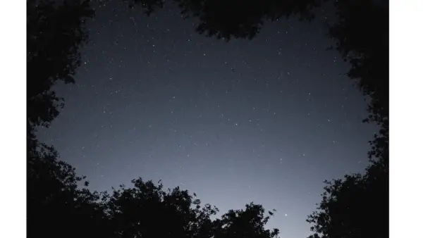 Looking up through the trees at the night sky.