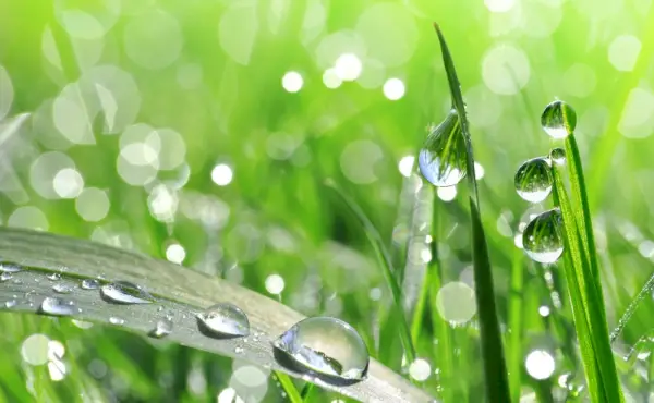 Foglie di rugiada mattutina della famiglia delle fragranze fresche