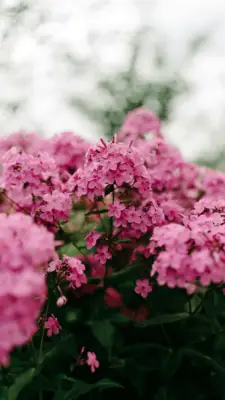 Hvad er en lyserød måne?