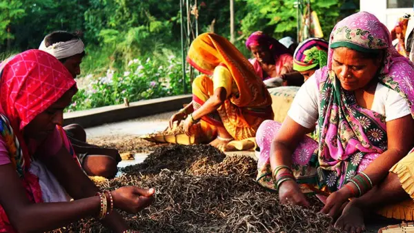 Tulsi: Herb, ki ga moraš vedeti, ki ga moraš vedeti