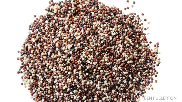 quinoa rich in amino acids