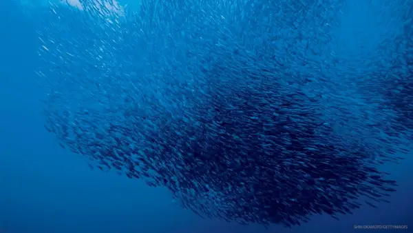Buena captura: cómo encontrar el pescado ecológico más saludable