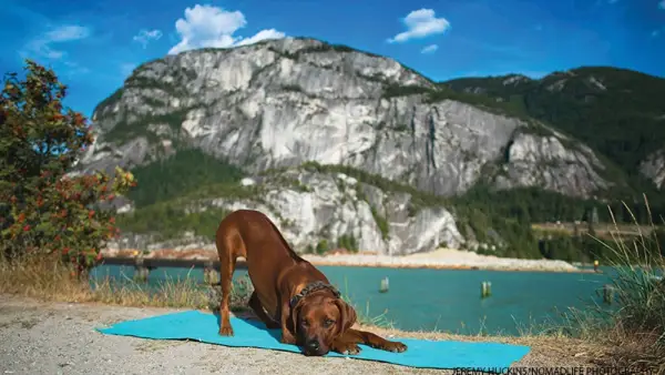 dog doing yoga
