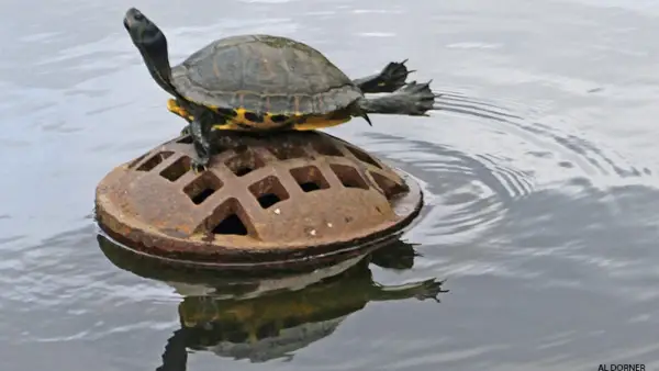 turtle doing yoga