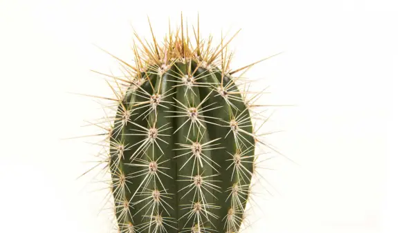 Pollice verde? Impara a coltivare cactus resistenti nel tuo cortile