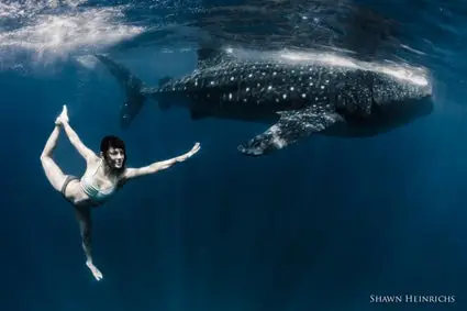 Amy Ippoliti představuje pod vodou, aby zachránil žraloky velryby