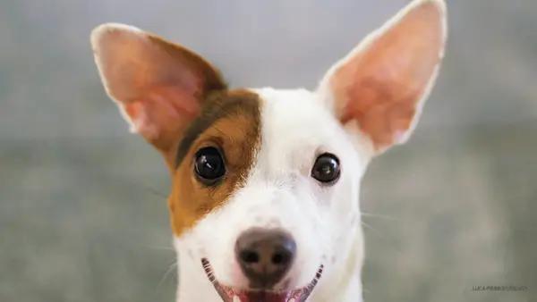 Waarom je beste vriend van honden echt een goede luisteraar is