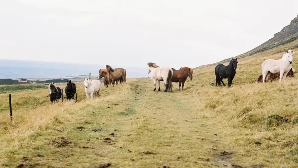 En hästrygsresa genom Island lärde mig att vara närvarande