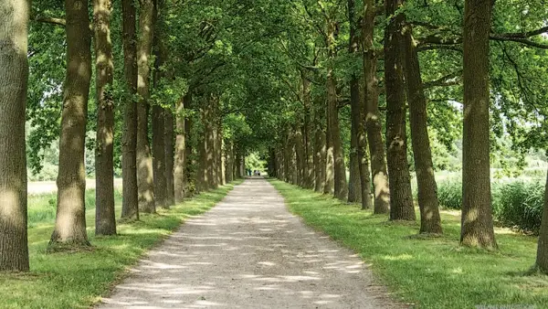 walk, trail, woods, nature