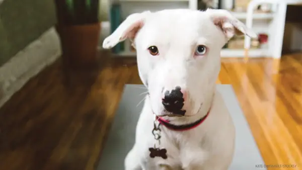 Como praticar DOGA: Yoga com cães