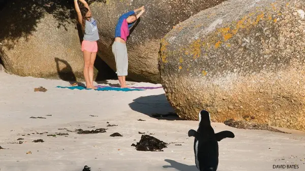 penguin doing yoga