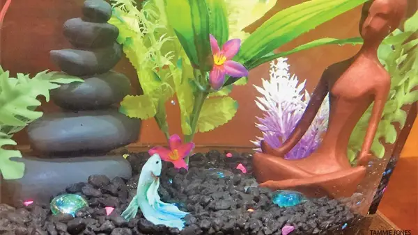 fish doing yoga