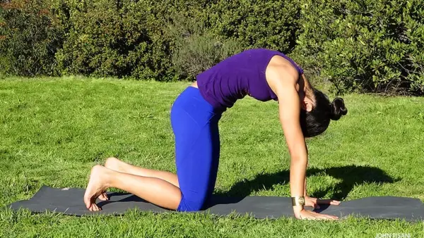 5 Tiere, die Yoga genauso lieben wie Sie