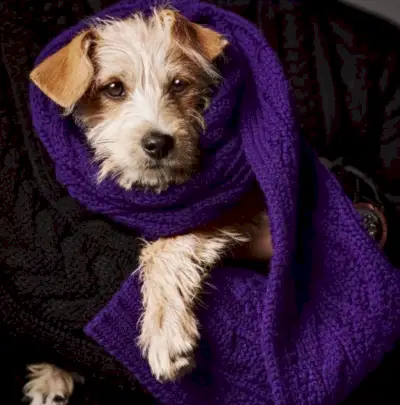 Ralph Lauren Purple Label deschide o sărbătoare festivă în 2023