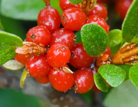 4 nowe superfruits do jedzenia