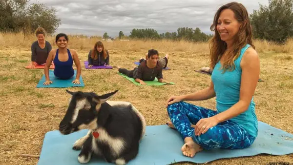 goat yoga