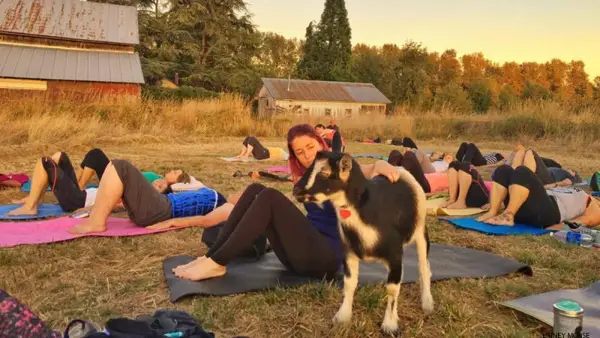 goat yoga