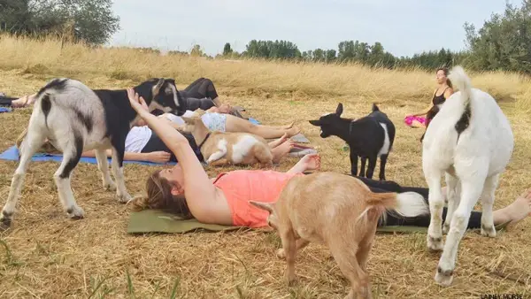 goat yoga