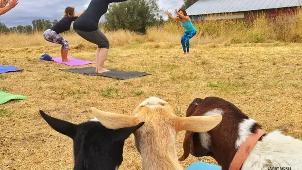 goat yoga