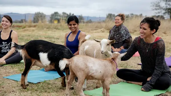 goat yoga