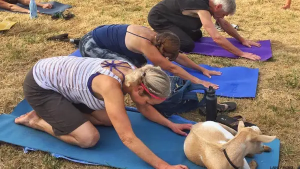 goat yoga