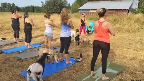 goat yoga