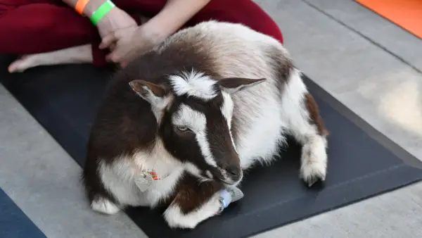 Warum Ziegen Yoga aufhören muss