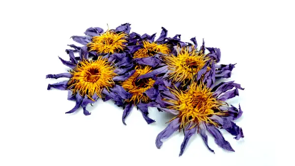 Tiktok está recurriendo a esta antigua flor para aliviar la ansiedad y aumentar la conciencia