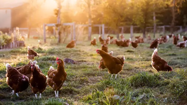 Piščančja joga je uradno tukaj