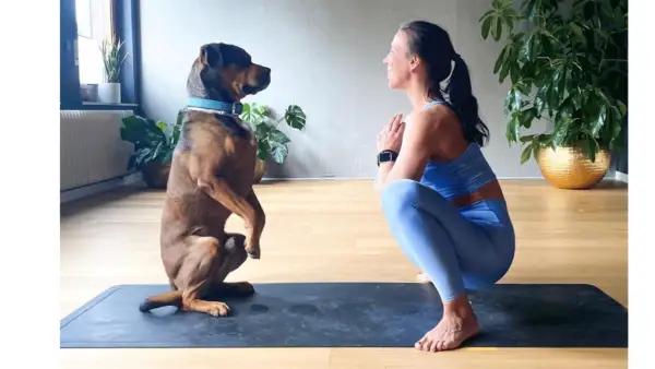 Årsagen til, at din hund altid ønsker at øve yoga med dig, ifølge eksperter