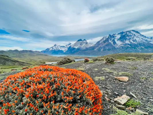 Patagonian landscape with a bush with bright orange flowers. A gravely terrain is in the midground and the blue-gray mountains rise in the background.